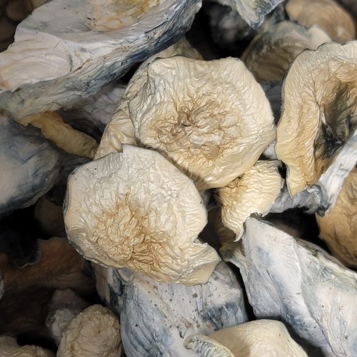 Psychedelic Mushrooms