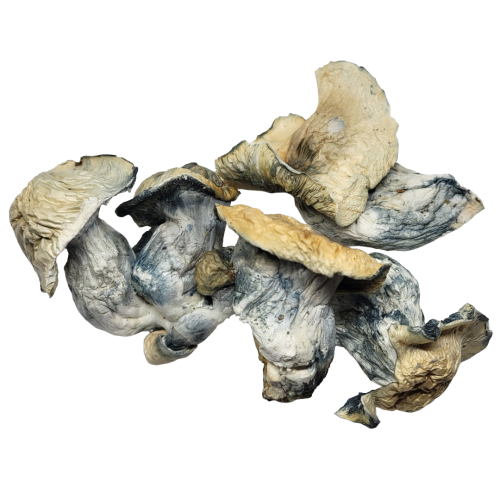 Albino Bluey Vuitton